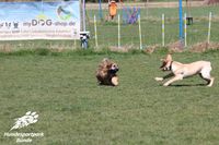 Hundeschule N.Gudd Hundesportpark B&uuml;nde Hundefreilauf B&uuml;nde5020