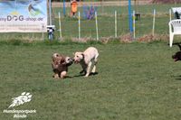 Hundeschule N.Gudd Hundesportpark B&uuml;nde Hundefreilauf B&uuml;nde5023